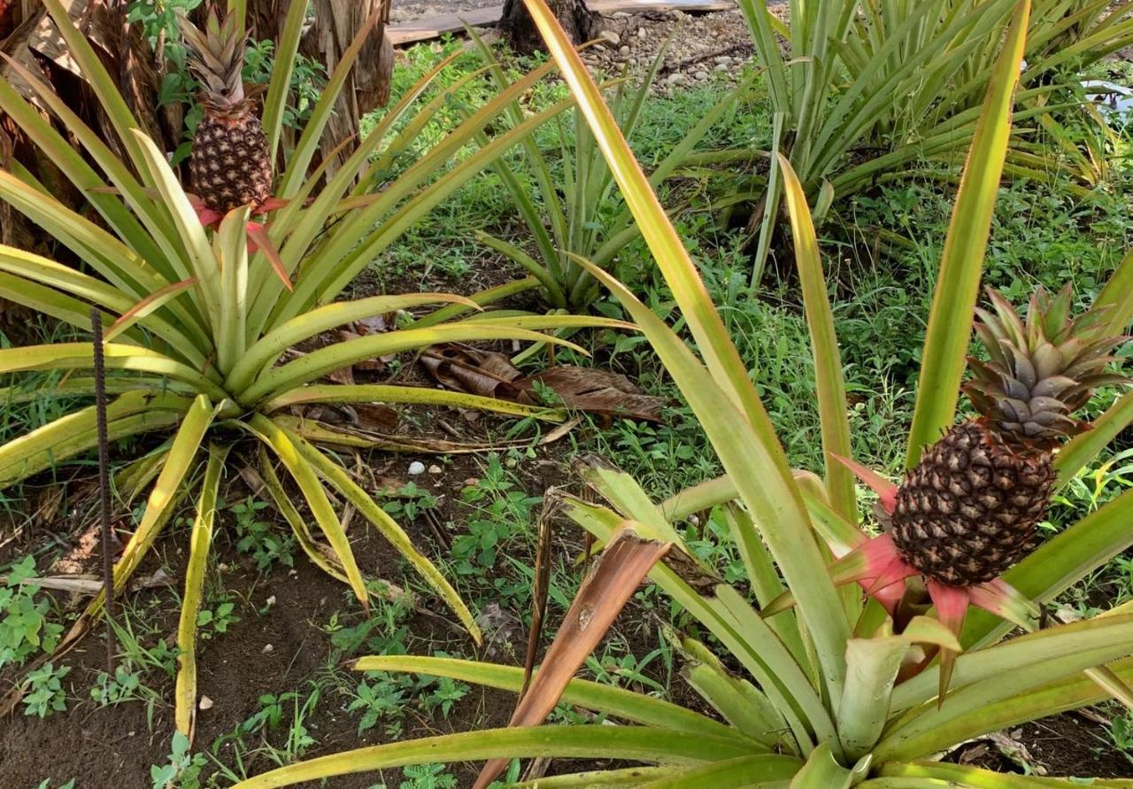 Green Queendom Farm And Lodging Oracabessa Εξωτερικό φωτογραφία