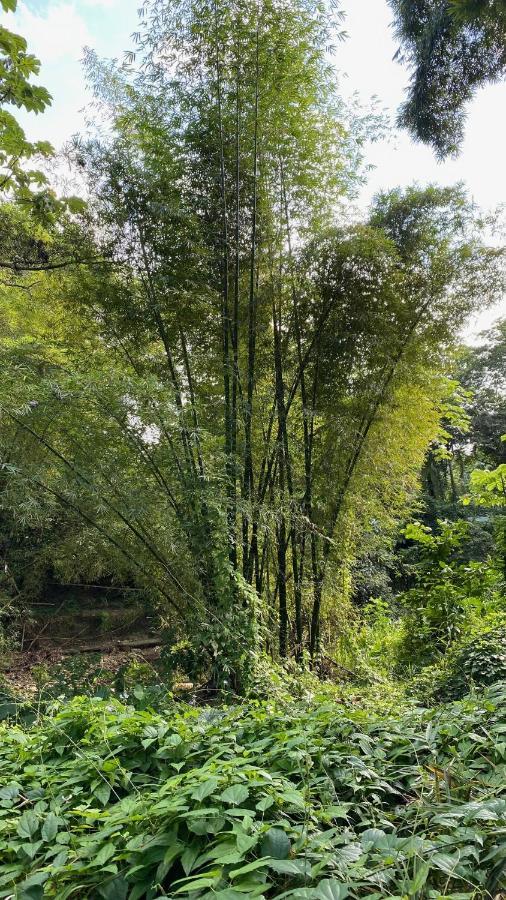 Green Queendom Farm And Lodging Oracabessa Εξωτερικό φωτογραφία